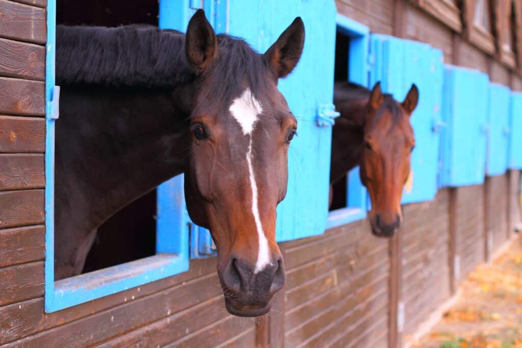 Two horses look out of a stable in the same direction