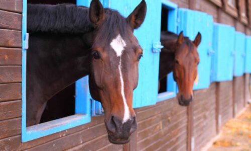 Buying a Horse Takes Planning – What to Consider About Space, Budget, and Expectations