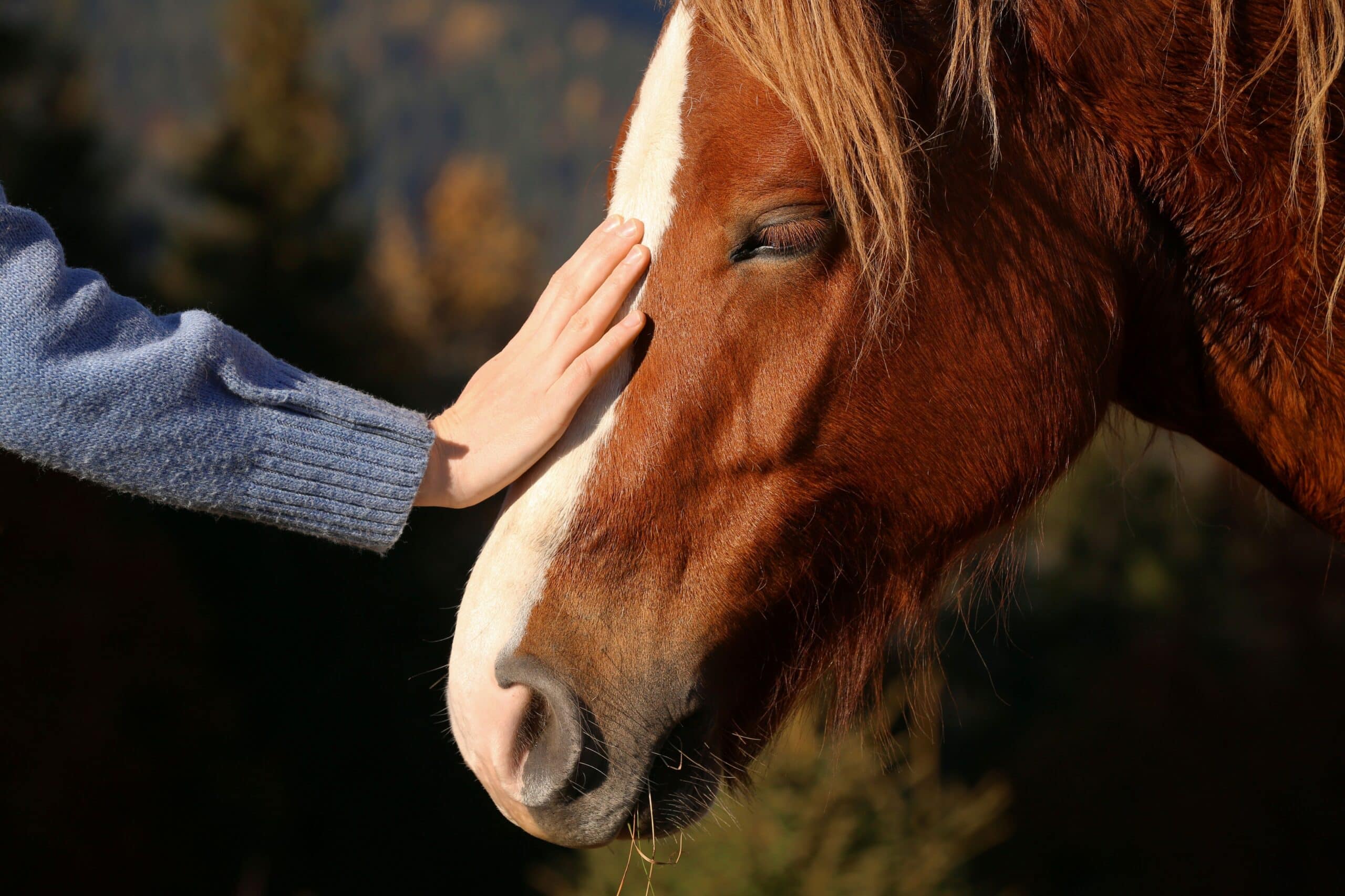 A person holds their hand on a horse's head. The horse trusts this person