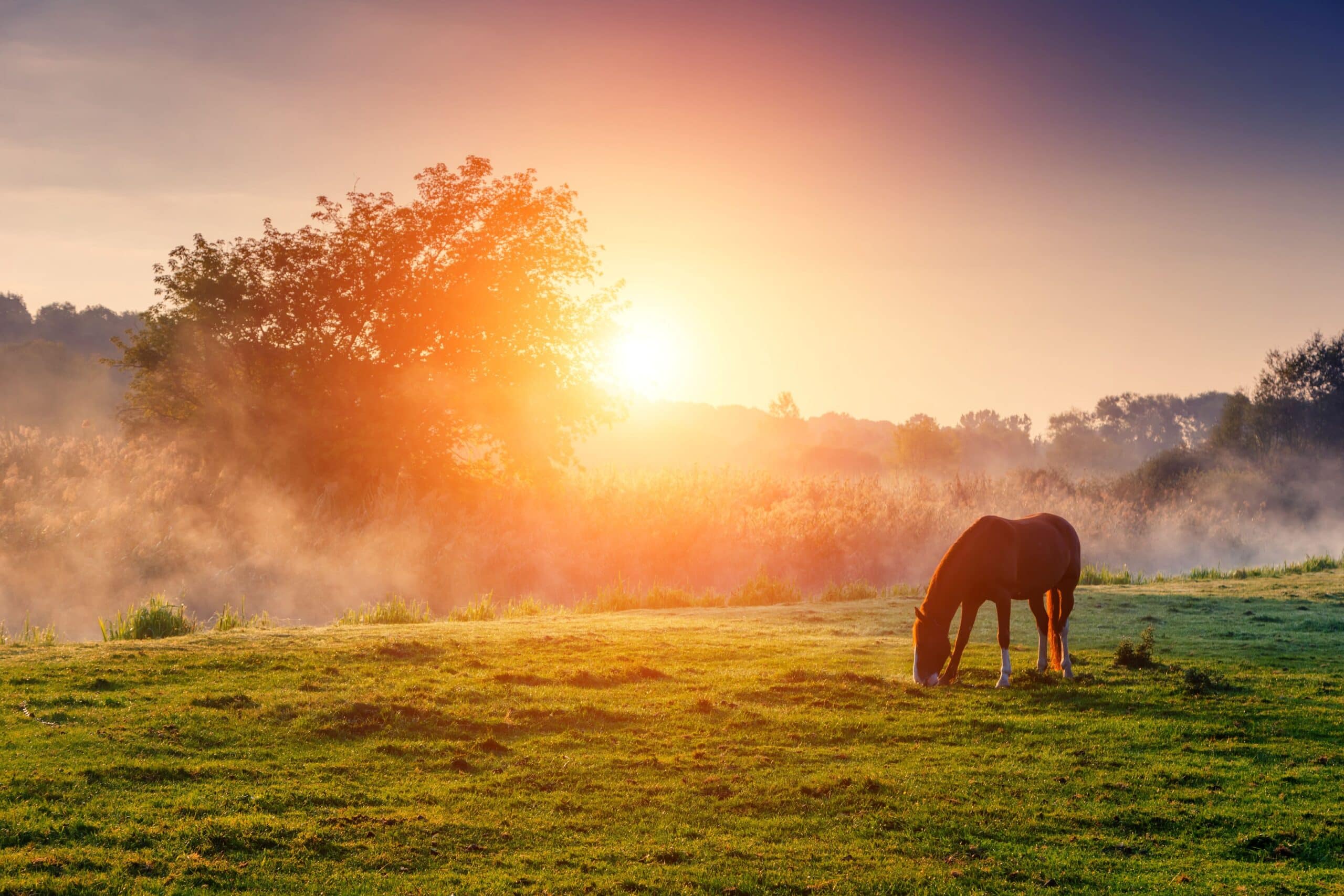 A horse stands in a large pasture with plenty of space and eats grass